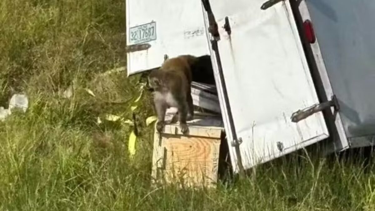 Macaco com hepatite, herpes e Covid-19 foge e alarma autoridades: 'Não toquem' Cinco animais foram sacrificados no Mississippi