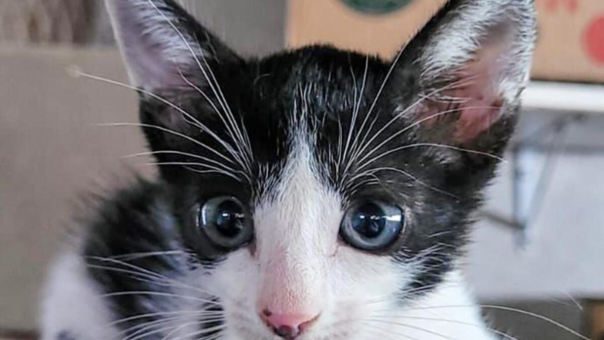 Aparecida de Goiânia terá feira de adoção de cães e gatos neste sábado