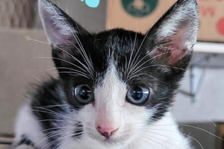 Aparecida de Goiânia terá feira de adoção de cães e gatos neste sábado