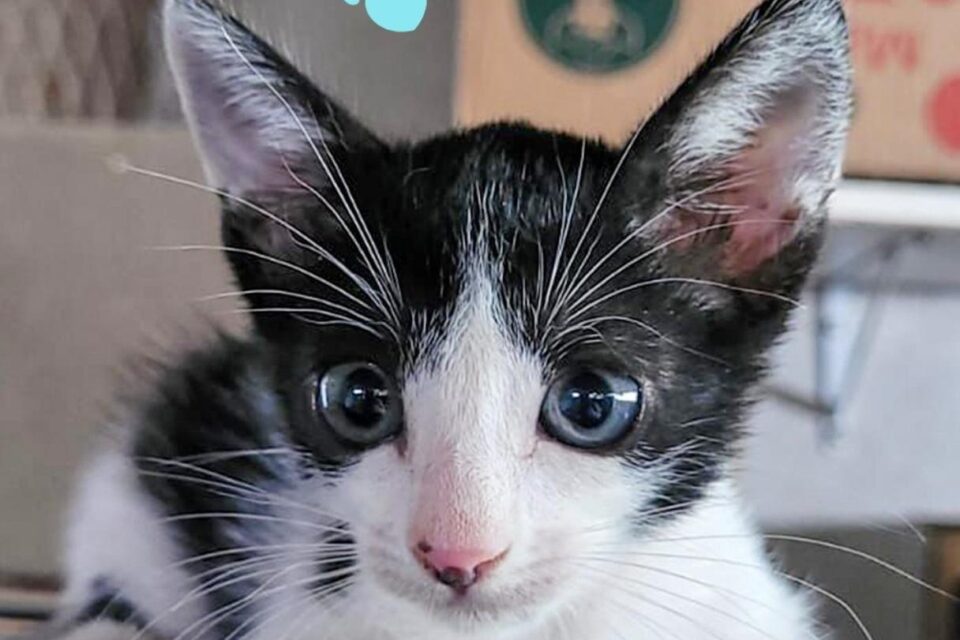 Aparecida de Goiânia terá feira de adoção de cães e gatos neste sábado