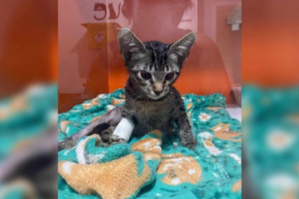 Imagem de um dos gatinhos resgatados