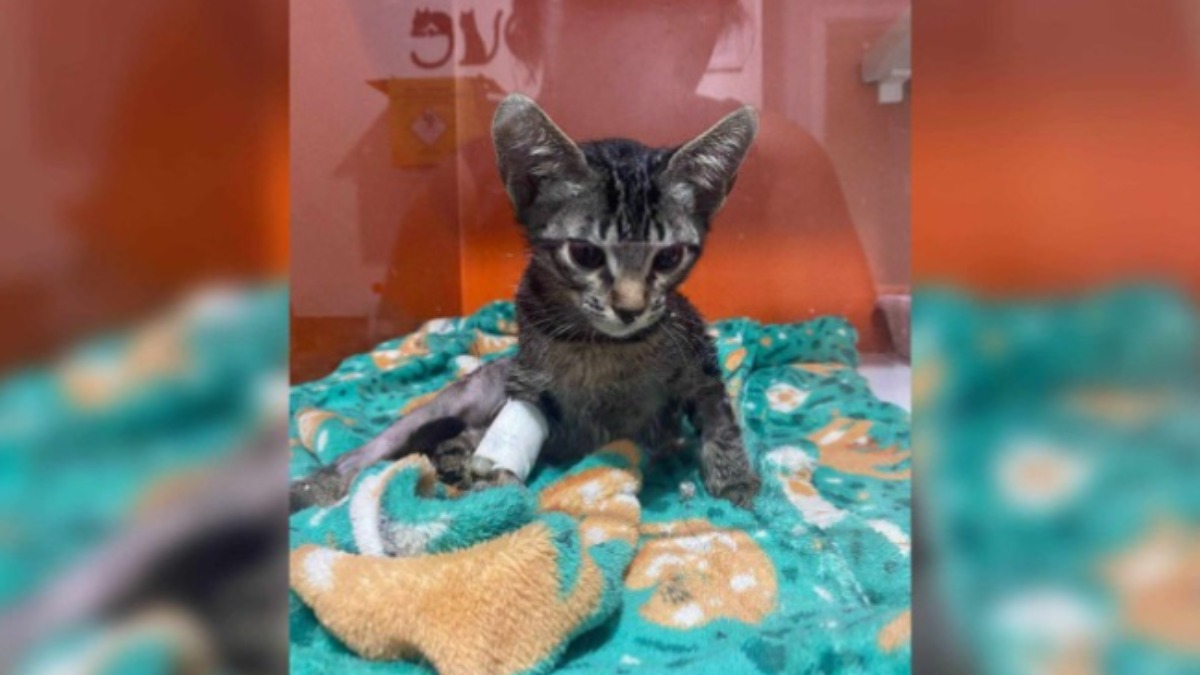 Imagem de um dos gatinhos resgatados