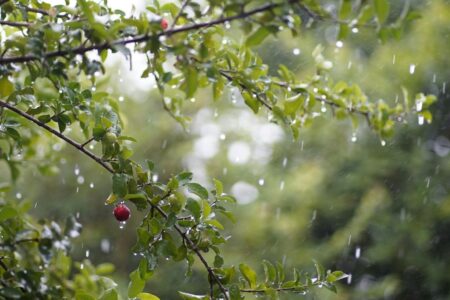 Imagem de árvore na chuva