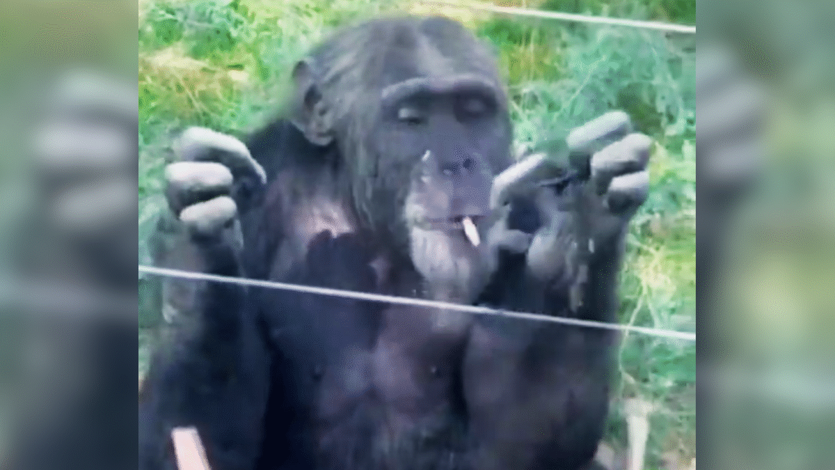 Chimpanzé é flagrado fumando cigarro jogado por turistas em zoo da China (Foto: Reprodução)