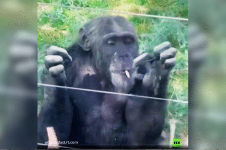 Chimpanzé é flagrado fumando cigarro jogado por turistas em zoo da China (Foto: Reprodução)