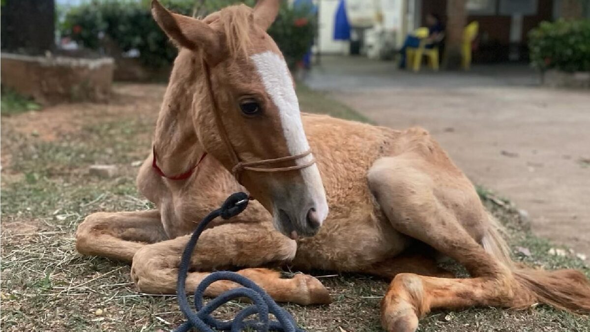 Imagem mostra a potrinha Galega, que morreu na manhã desta quarta, descansando após ser submetida a internação