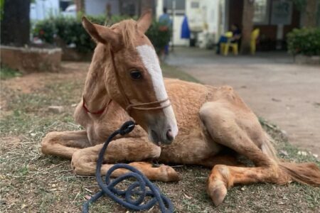 Imagem mostra a potrinha Galega, que morreu na manhã desta quarta, descansando após ser submetida a internação
