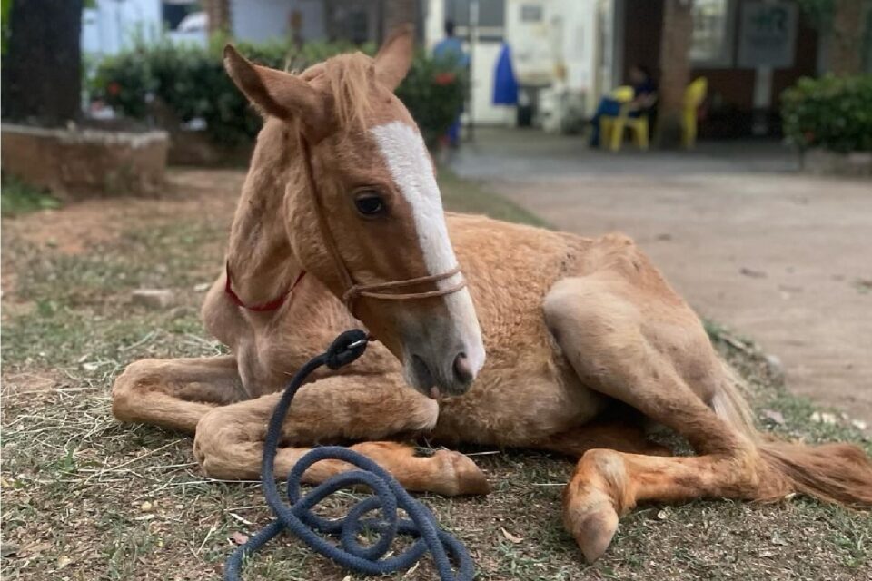 Imagem mostra a potrinha Galega, que morreu na manhã desta quarta, descansando após ser submetida a internação