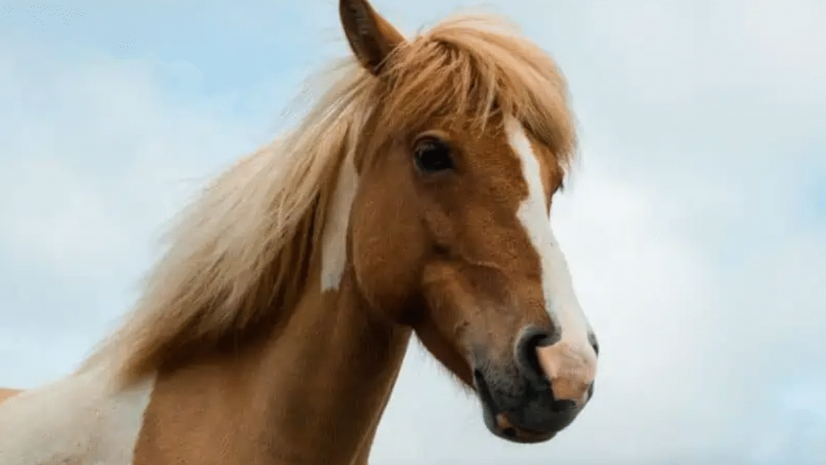 ‘Tronchinha’ é o oitavo cavalo a perder a vida com feno contaminado em Goiânia (Foto: Redes sociais)