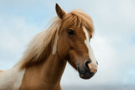 ‘Tronchinha’ é o oitavo cavalo a perder a vida com feno contaminado em Goiânia (Foto: Redes sociais)