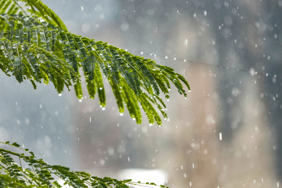 Imagem de uma planta molhada pela chuva
