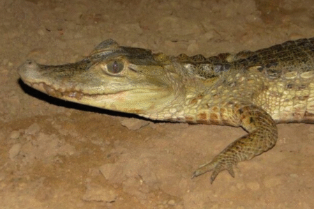 Caiman crocodilus (Foto Rodrigo Giesta Figueiredo, Salve/ICMBio)