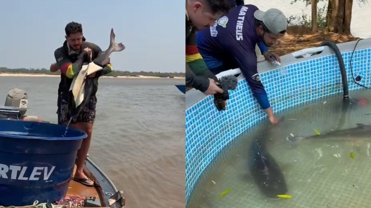 Espécies nativas são capturadas para projeto (Foto: Reprodução)