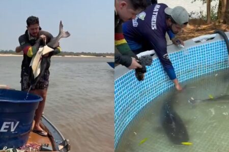 Espécies nativas são capturadas para projeto (Foto: Reprodução)