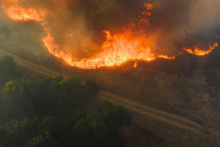 Imagem representativa de uma floresta pegando fogo