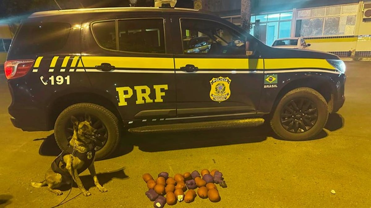 Cão da PRF encontra haxixe escondido em tanque de combustível de carro em Luziânia