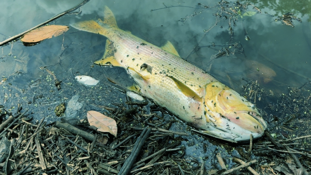 Estado investiga morte de peixes no córrego Fazendinha, em Trindade (Foto: Divulgação)