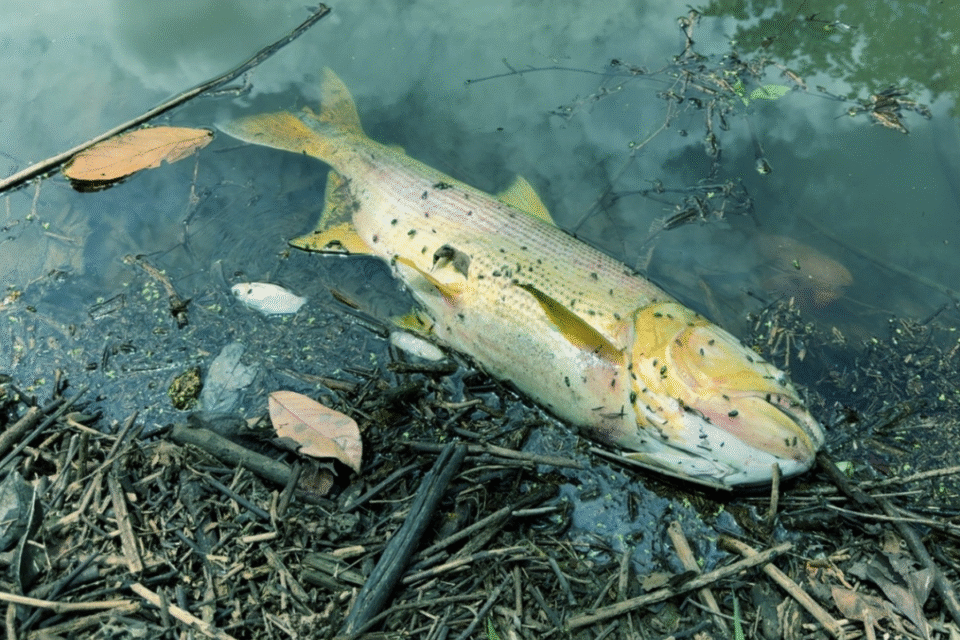 Estado investiga morte de peixes no córrego Fazendinha, em Trindade (Foto: Divulgação)