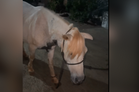 Armazenamento errado do feno é a provável causa da morte de cavalos em Goiânia (Foto: Reprodução)