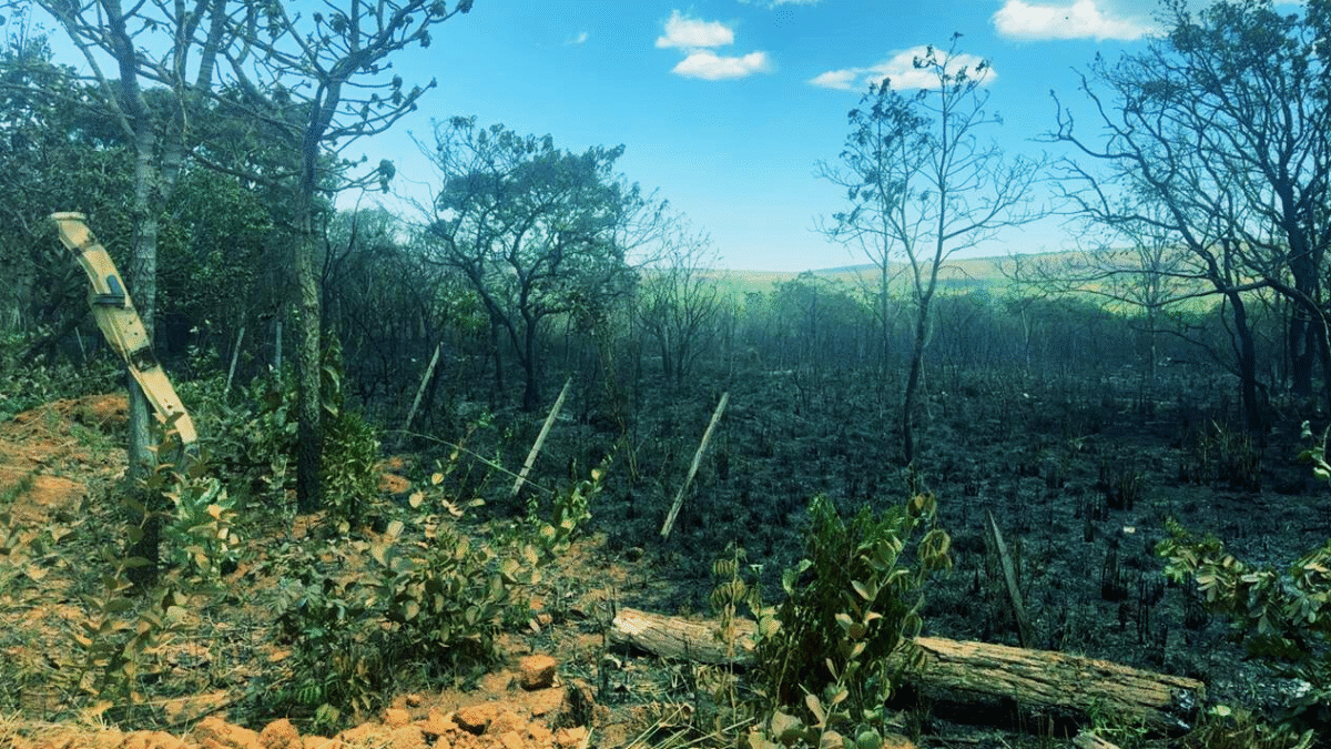 Incêndios no Nordeste goiano: Estado abre mais de 80 processos de responsabilização (Foto: Divulgação)