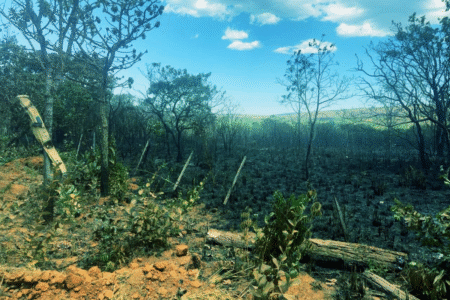 Incêndios no Nordeste goiano: Estado abre mais de 80 processos de responsabilização (Foto: Divulgação)