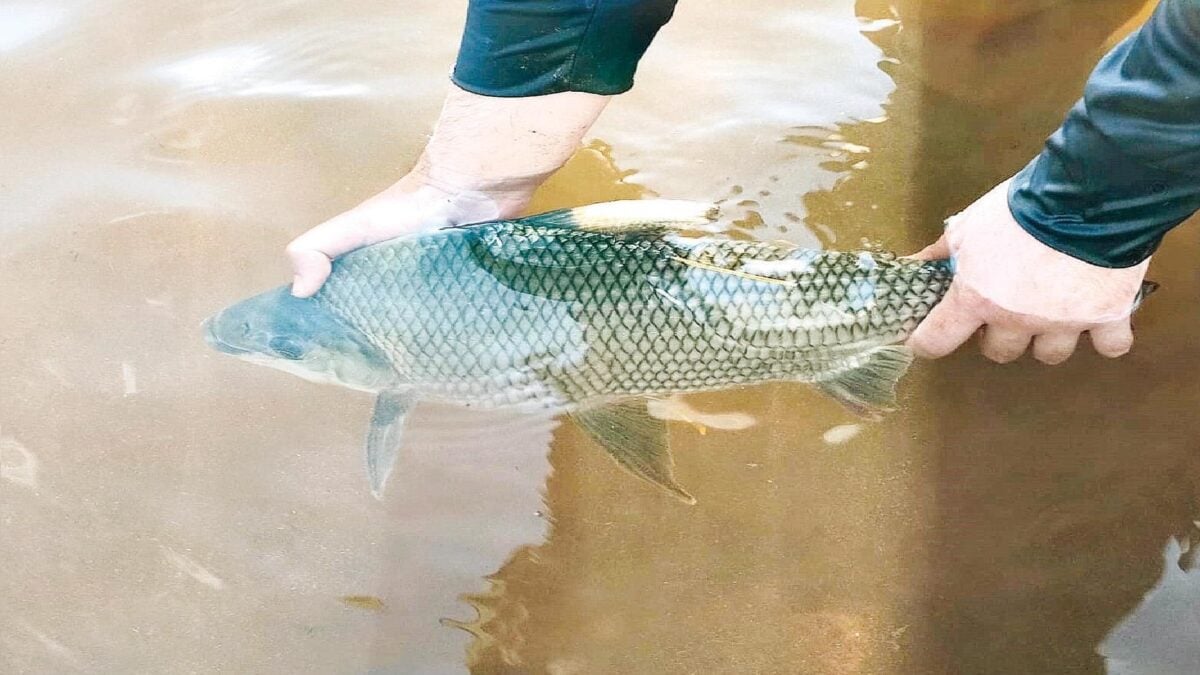 Imagem mostra pesquisador segurando peixe analisado pela equipe por AquaCerrado