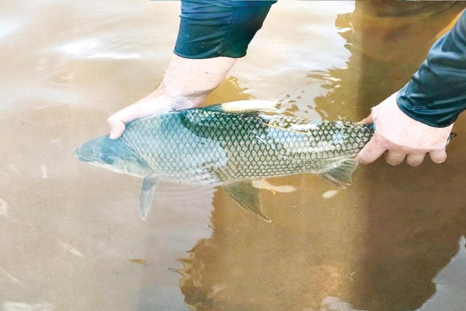 Imagem mostra pesquisador segurando peixe analisado pela equipe por AquaCerrado