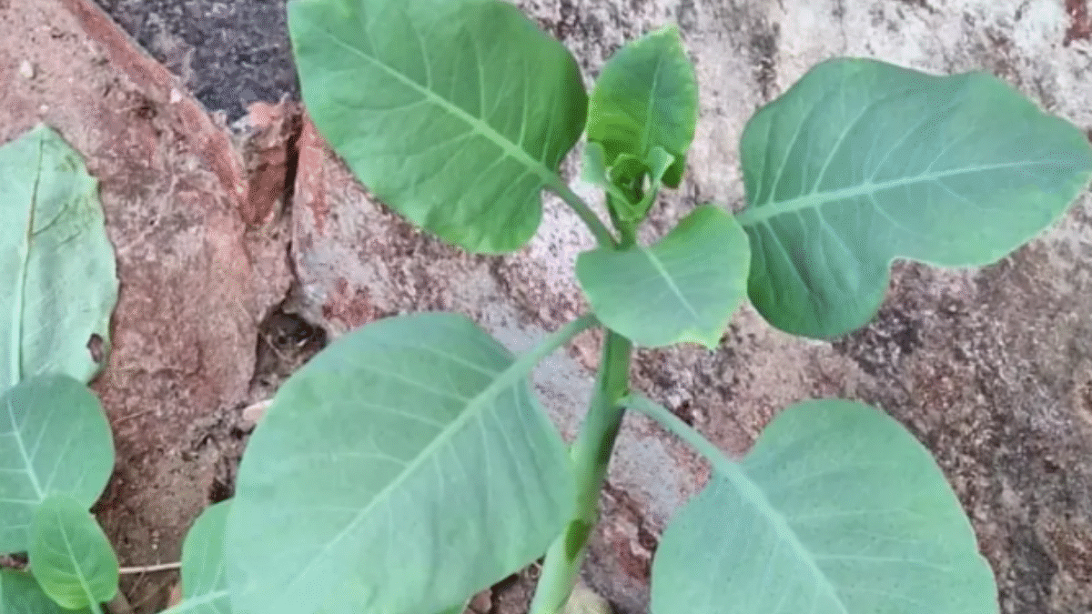 Imagem da planta tóxica fumo bravo