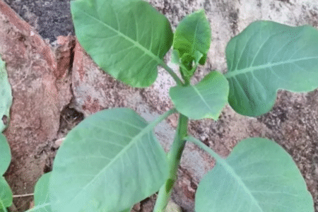 Imagem da planta tóxica fumo bravo