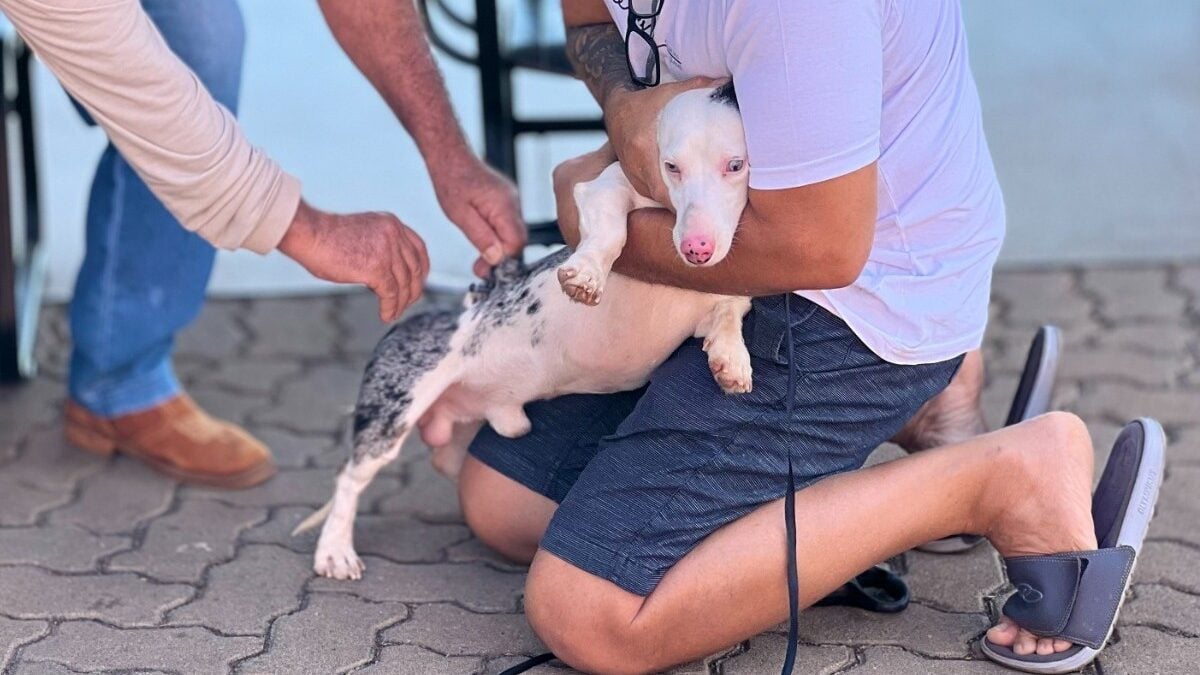 Goiânia realiza o Dia D de Vacinação Antirrábica