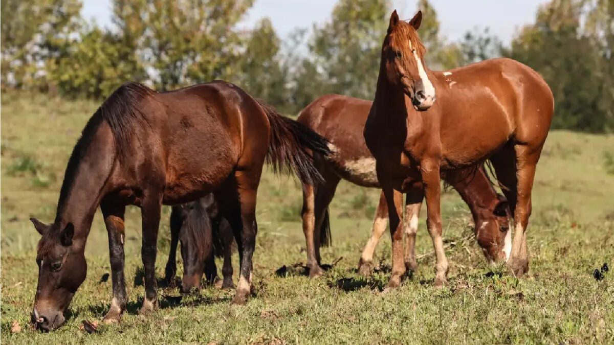 Imagem mostra cavalos no pasto