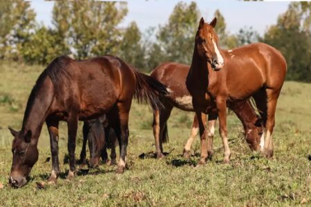 Imagem mostra cavalos no pasto
