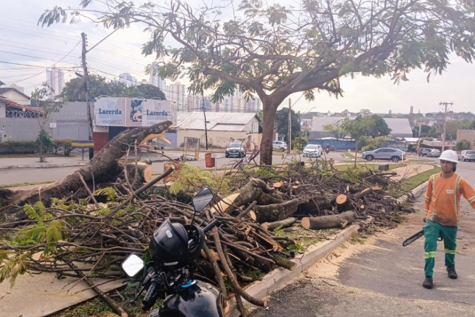Comurg conta com plantão 24h para remoção de árvores em casos de ocorrências provocadas pelas chuvas