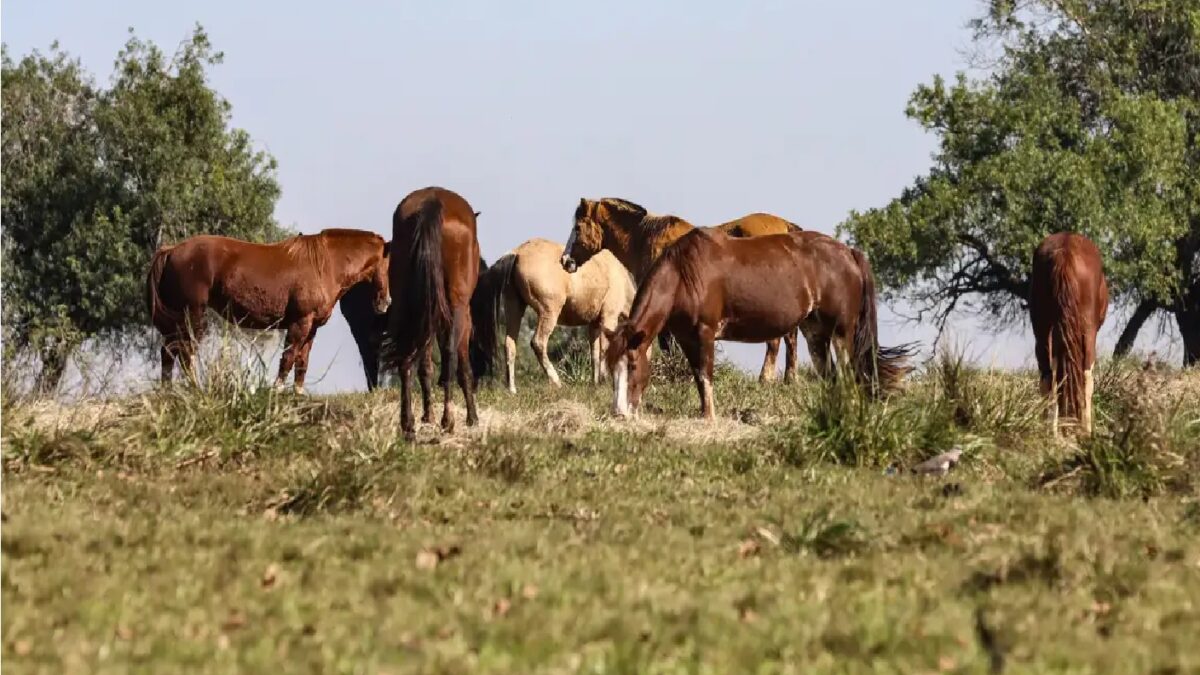 Imagem ilustrativa mostra cavalos soltos no pasto