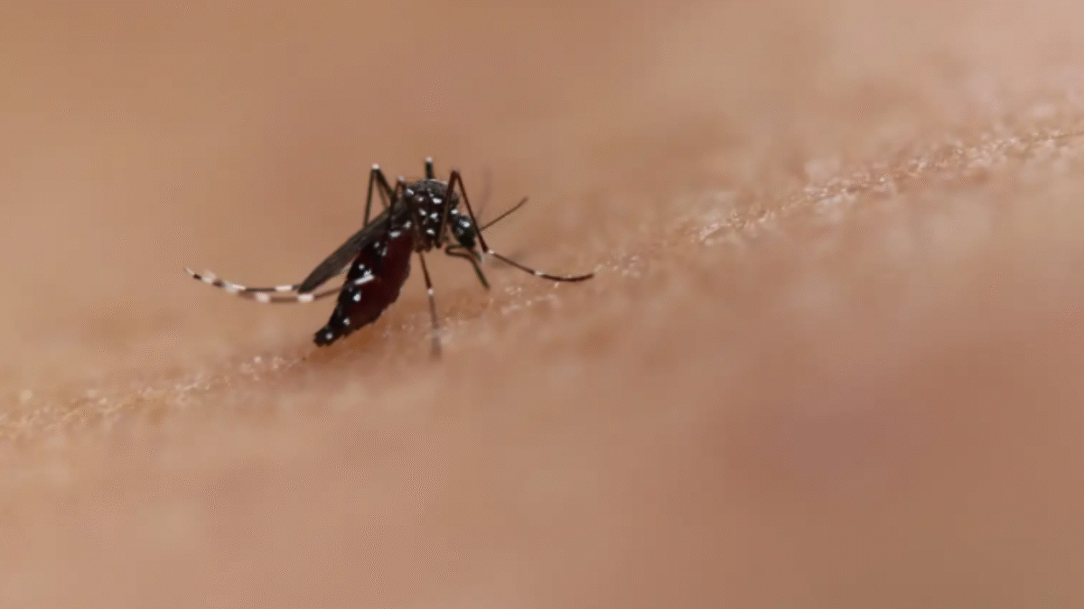 Imagem do mosquito Aedes aegypti