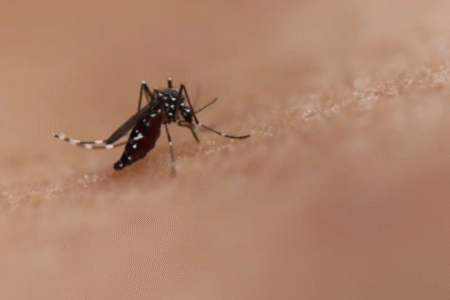 Imagem do mosquito Aedes aegypti