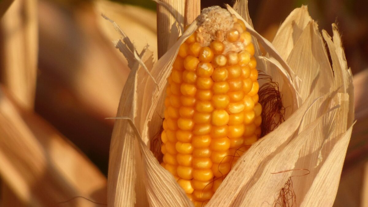 Esquema de venda ‘fake’ de milho movimentou R$ 120 milhões e fez vítimas em Rio Verde (Foto: Pixabay)