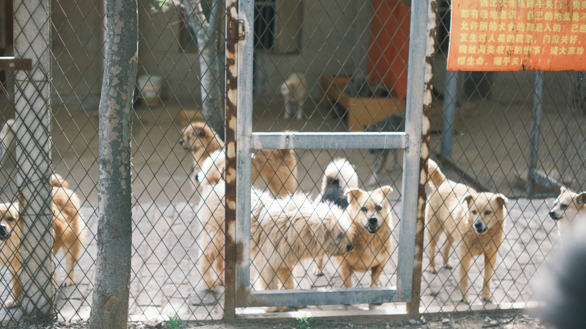 Imagem de um abrigo de cães