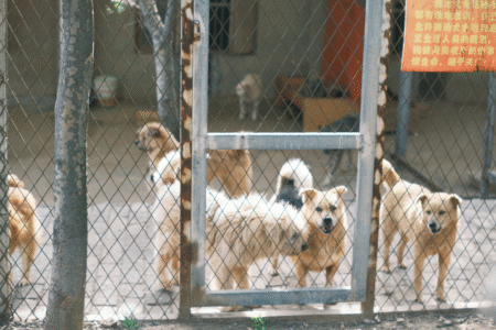 Imagem de um abrigo de cães