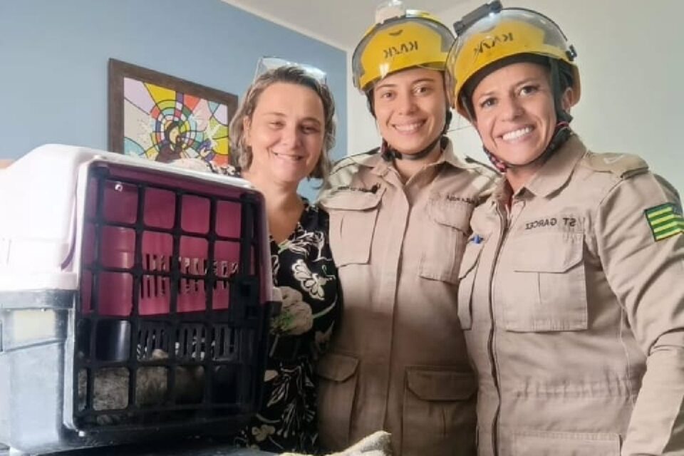 Bombeiros resgatam gata com suspeita de envenenamento em Ipameri 2 e241d060 resgate x gata Bombeiros resgatam gata com suspeita de envenenamento em Ipameri
