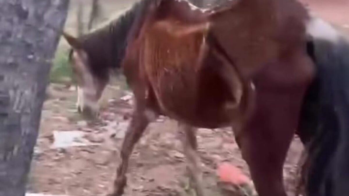 Cavalo abandonado em Aparecida de Goiânia recebe cuidados e será adotado por moradora
