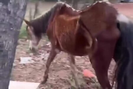 Cavalo abandonado em Aparecida de Goiânia recebe cuidados e será adotado por moradora