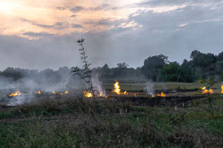 Imagem representativa de fogo na mata