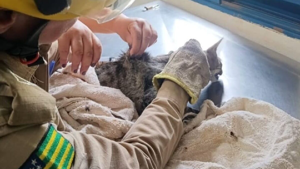 Bombeiros resgatam gata com suspeita de envenenamento em Ipameri