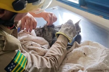 Bombeiros resgatam gata com suspeita de envenenamento em Ipameri