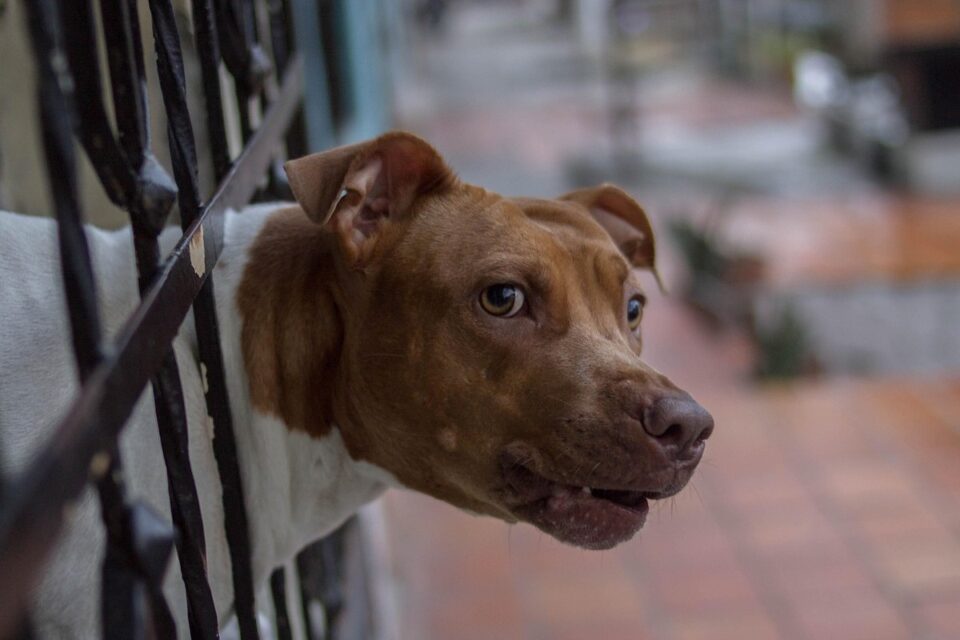Menino de 10 anos é mordido por cachorro em Catalão após animal fugir ao ver portão aberto