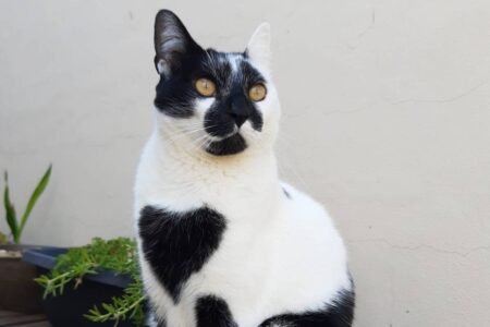 Gato com mancha em formato de coração é eleito o mais bonito do Brasil