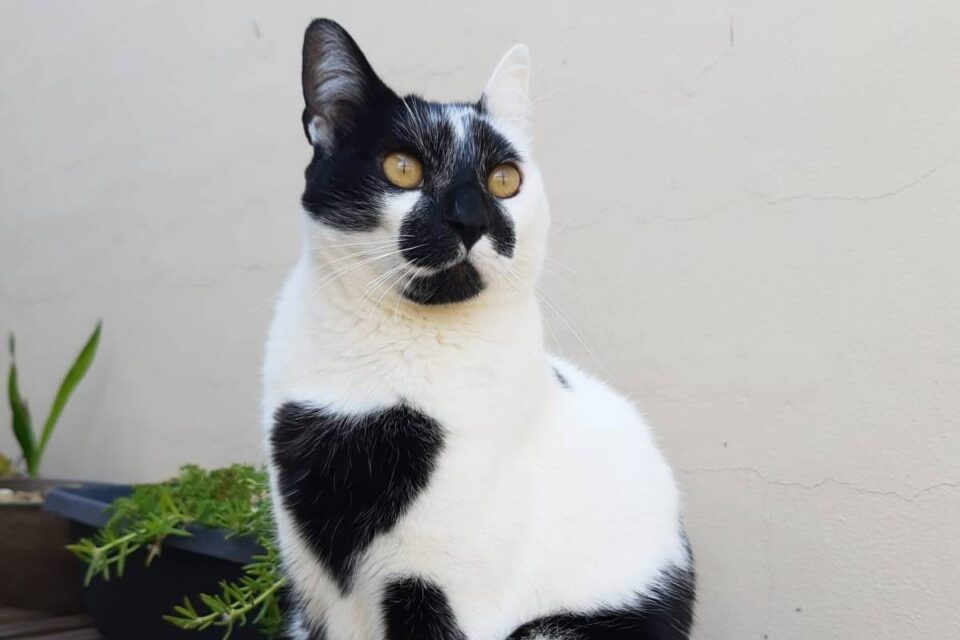 Gato com mancha em formato de coração é eleito o mais bonito do Brasil