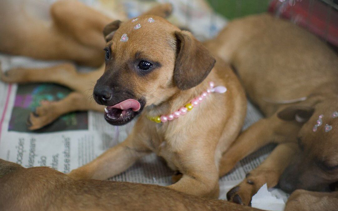 Evento reúne cerca de 40 animais para adoção em Goiânia