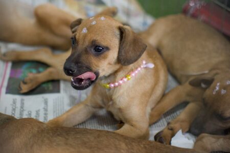 Evento reúne cerca de 40 animais para adoção em Goiânia